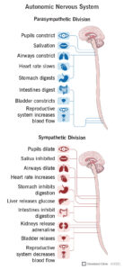 This infographic titled "Autonomic Nervous System" details the opposing effects of the parasympathetic and sympathetic divisions on organs and bodily functions. The parasympathetic division, associated with "rest and digest," leads to pupil constriction, increased salivation, airway constriction, slowed heart rate, stimulated digestion, bladder constriction, and increased reproductive system blood flow. In contrast, the sympathetic division, linked to "fight or flight," causes pupil dilation, inhibited salivation, airway dilation, increased heart rate, inhibited digestion, liver glucose release, inhibited intestinal digestion, kidney adrenaline release, bladder relaxation, and decreased reproductive system blood flow. Diagrams of the brain and spinal cord illustrate the neural pathways of each division. This shows how 4-7-8 breathing technique helps.